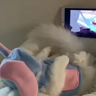 🐾
