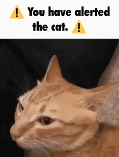 😾