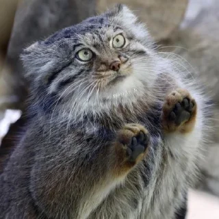 🐾