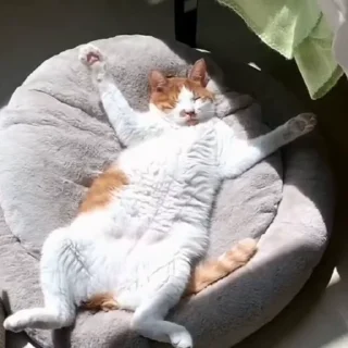 🐈