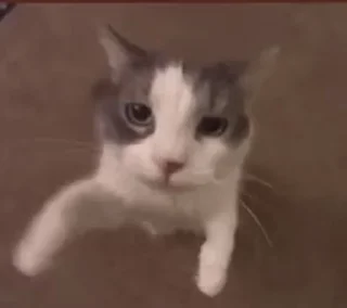 🤍