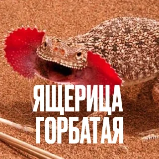 🦎