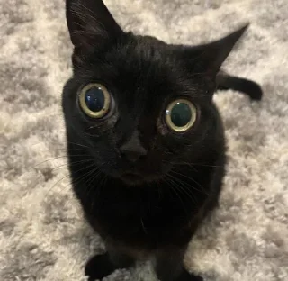 🐈‍⬛️