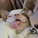 кайфарики
