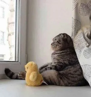 🐱
