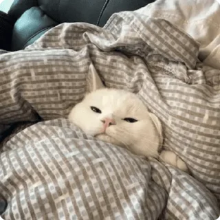 🥱