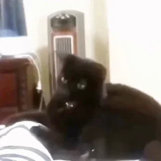 🐈