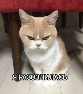 😾