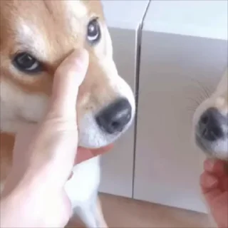 🐕