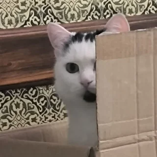 😮