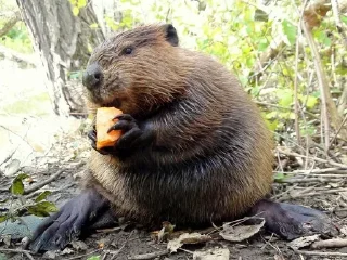 🦫