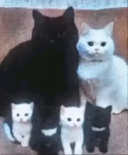 👨‍👩‍👧‍👦