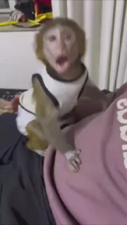 🙈