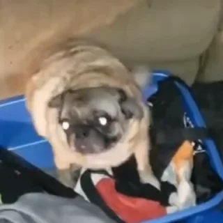 🐕‍🦺