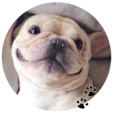 🐶