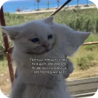 🐱