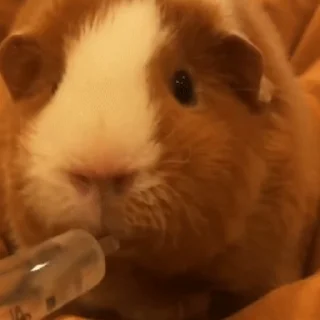 🐹