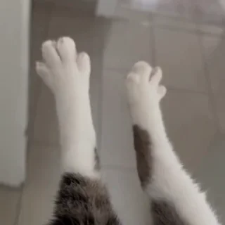 🐾
