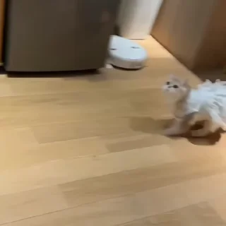 🐾