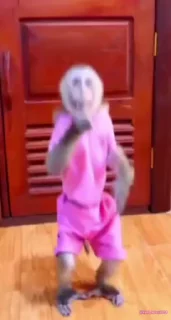 🐵
