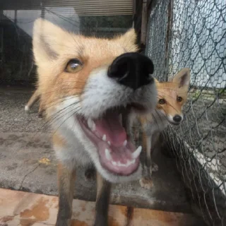 🦊