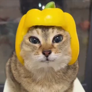 🫑