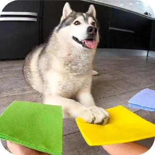 🐶
