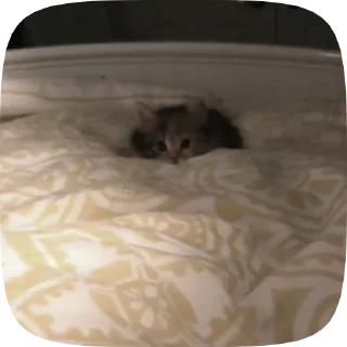 🐈