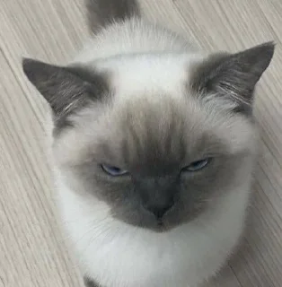 🐱
