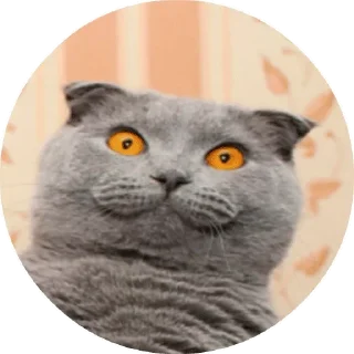 😻