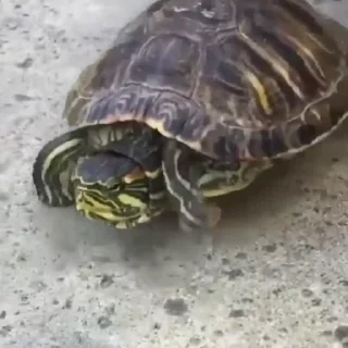 🏃‍♂️