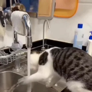 🐈