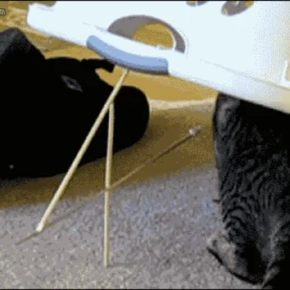 🐱