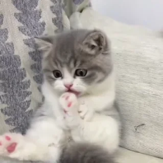 🐱