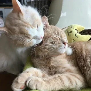 🐈