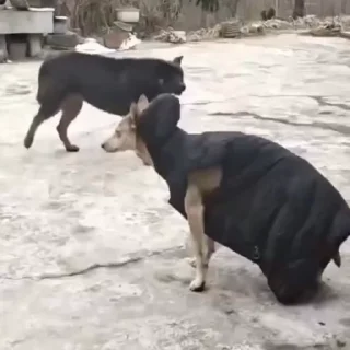 🐩