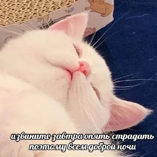 💤