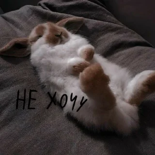 🐰
