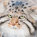 😼