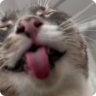 👑