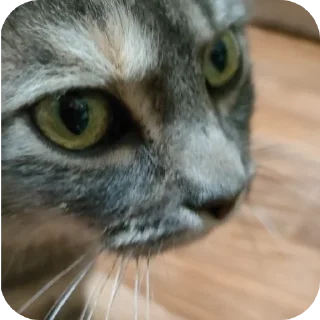 🐱