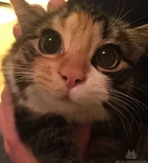 🐈‍⬛
