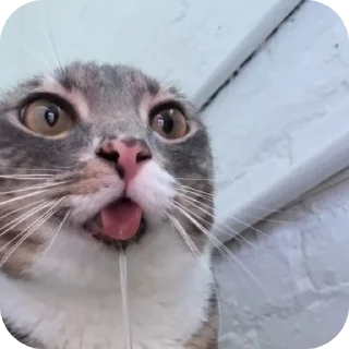 🐱