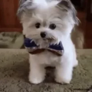 🐶