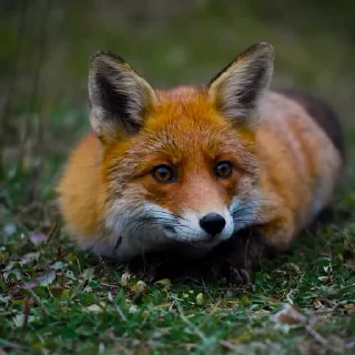 🤩