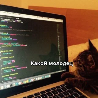 Котики-ревьюверы