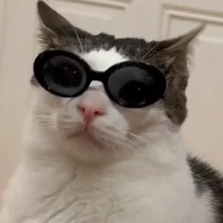 😎