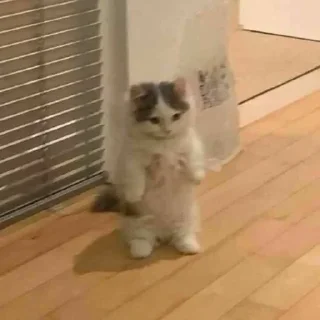 🐱