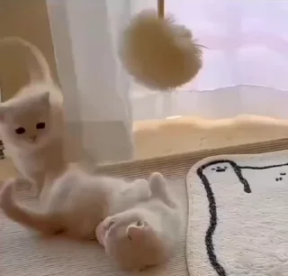 🌟