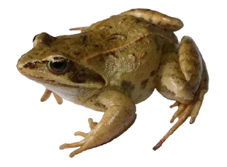 🐸